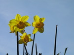 SX03619 Backlit Daffodils against blue sky (Narcissus Obvallaris).jpg